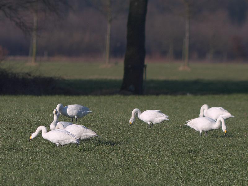 Kleine-zwaan-20100307P1110546a.jpg