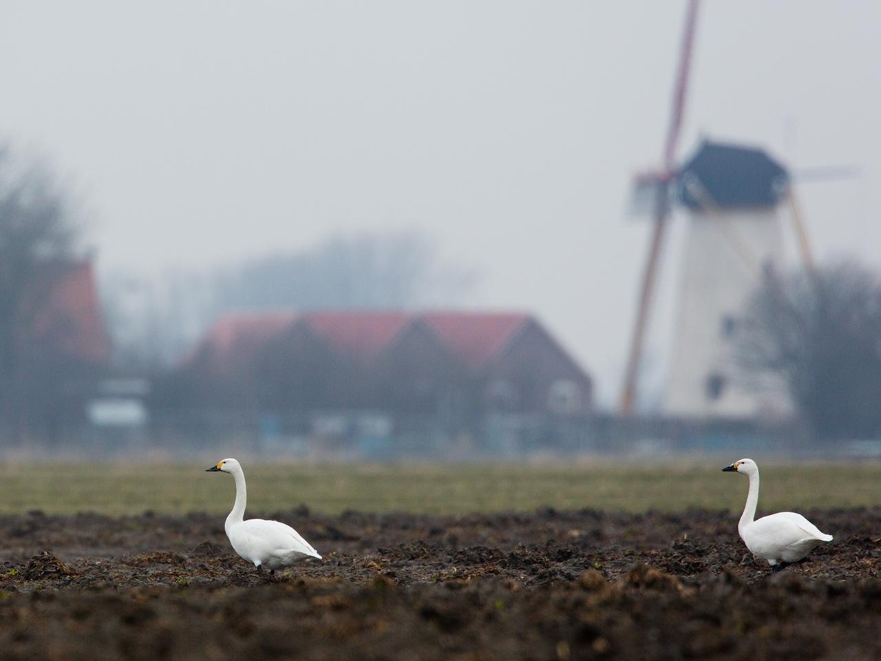 Kleine-zwaan-20130216g12807X1A4453a.jpg