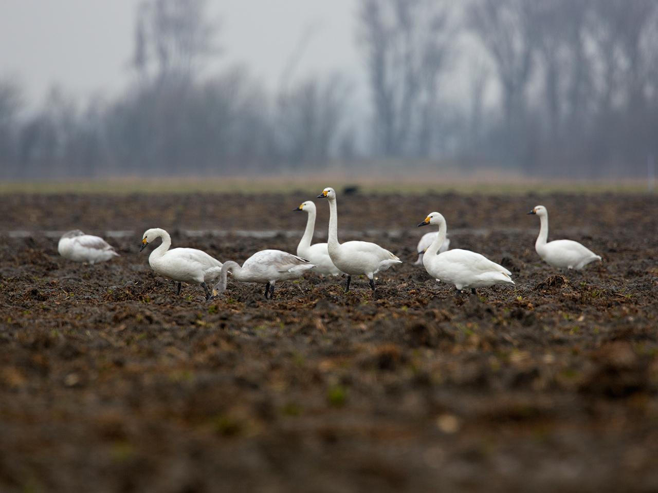 Kleine-zwaan-20130216g12807X1A4471a.jpg