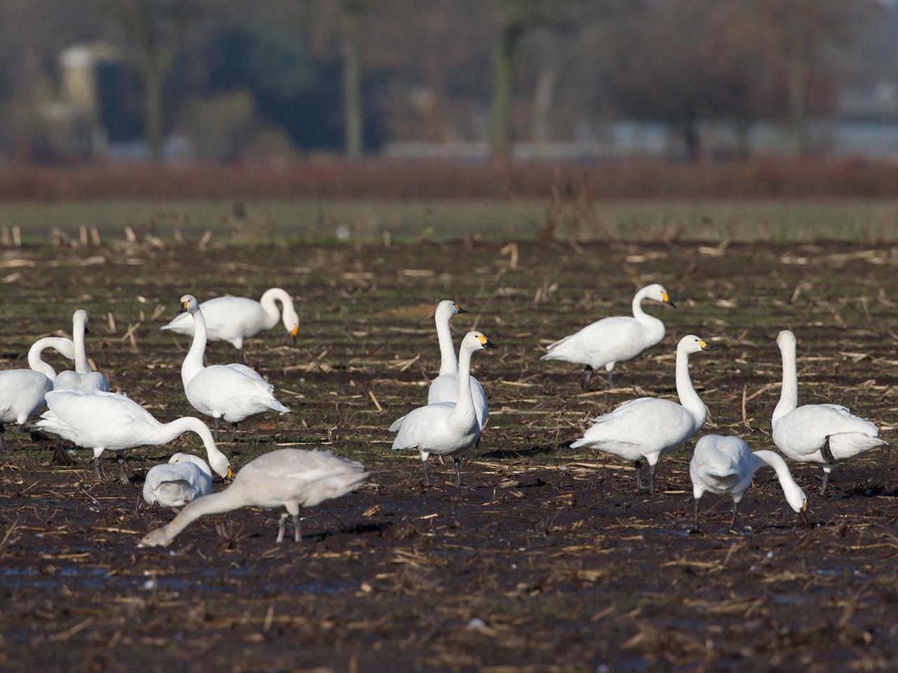 Kleine-zwaan-20131130g12807X1A9828a.jpg