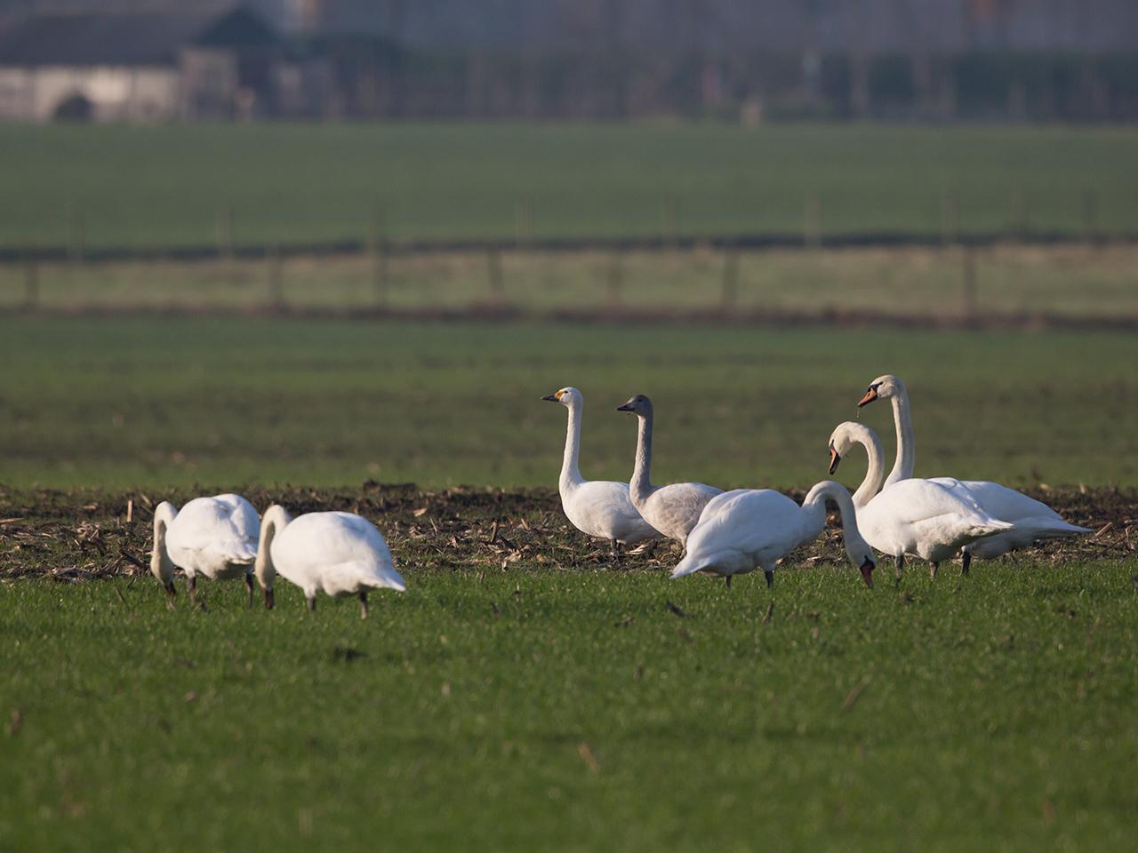 Kleine-zwaan-20131203g12807X1A0002a.jpg