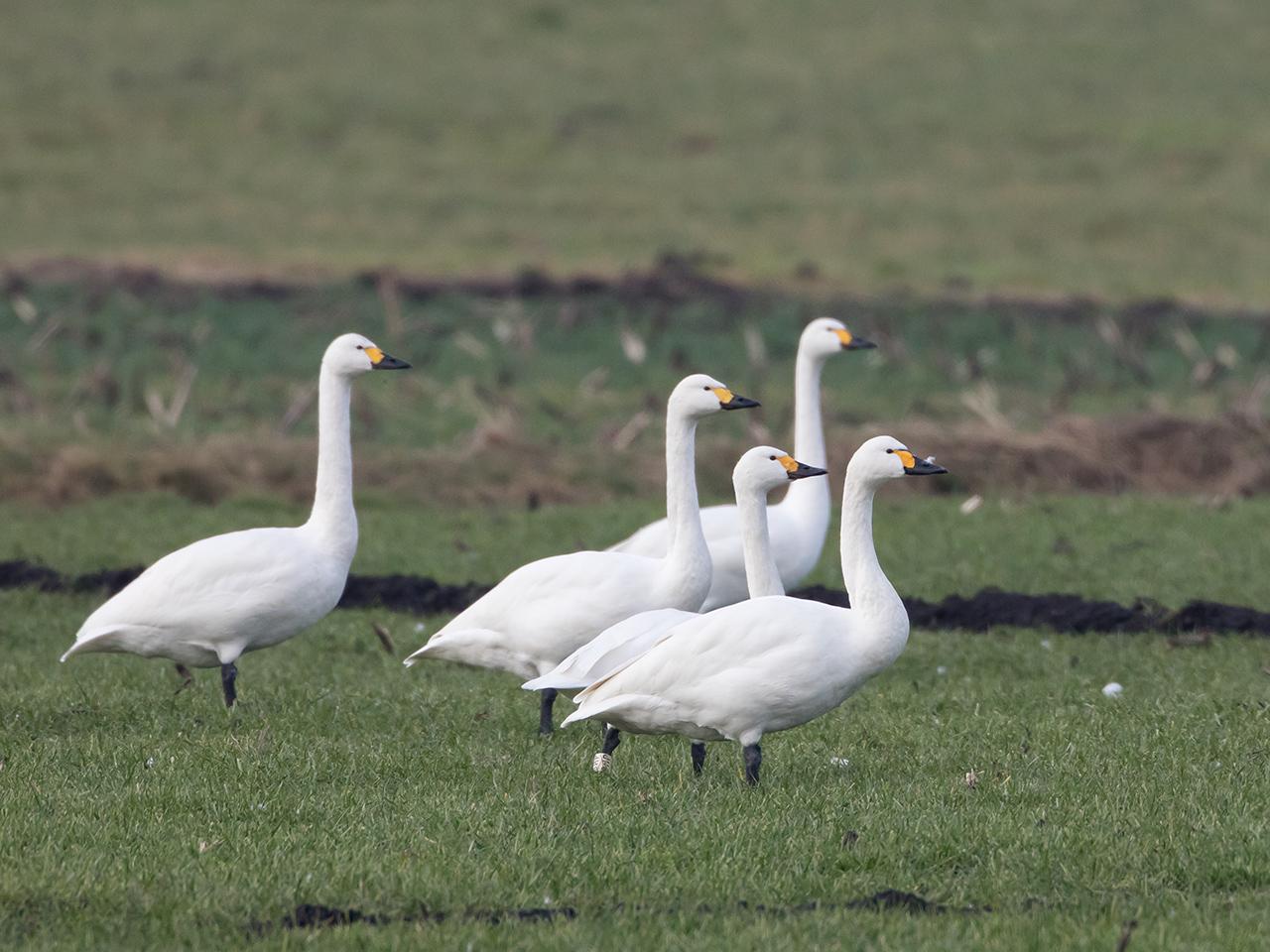 Kleine-zwaan-20170206g1280YSXX6413a.jpg