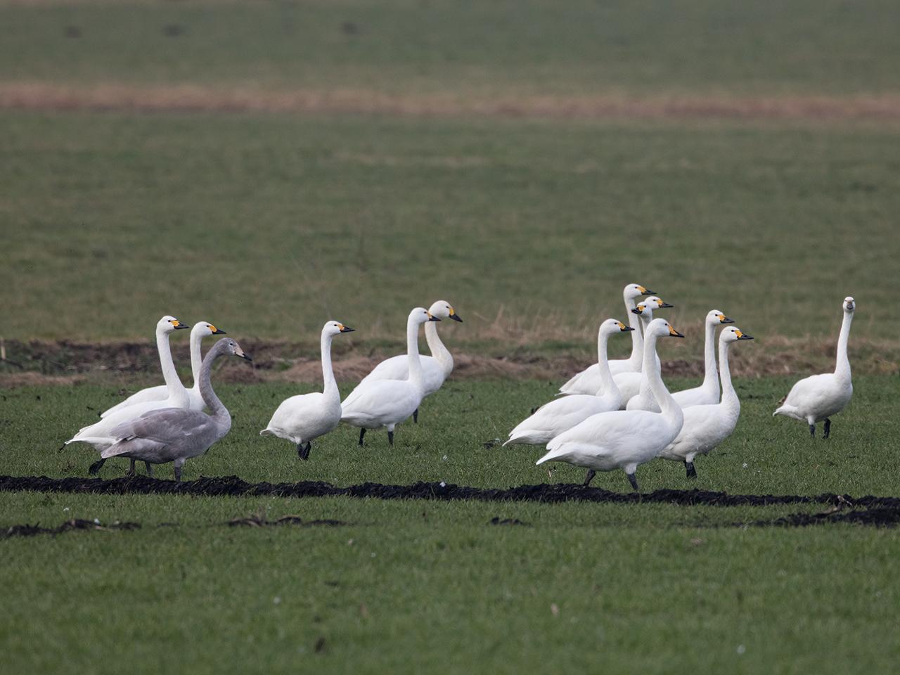 Kleine-zwaan-20170206g1280YSXX6413b.jpg