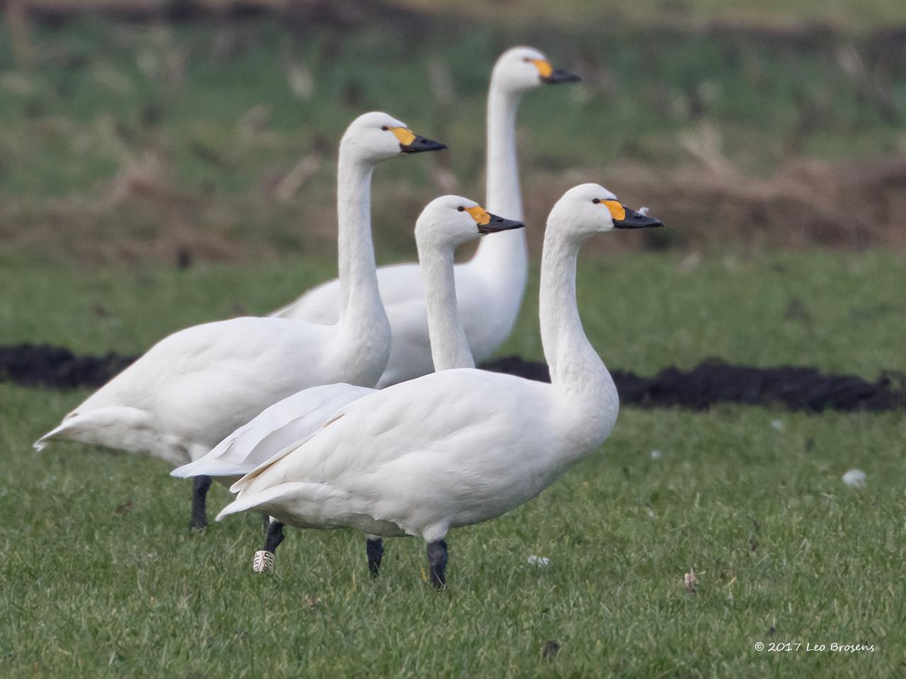 Kleine-zwaan-20170206g1280YSXX6413gcr_0.jpg