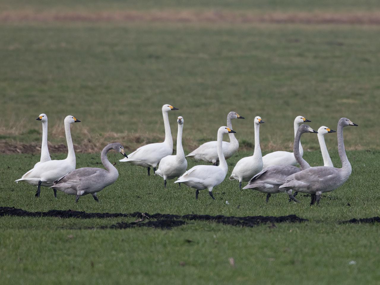 Kleine-zwaan-20170206g1280YSXX6425a.jpg