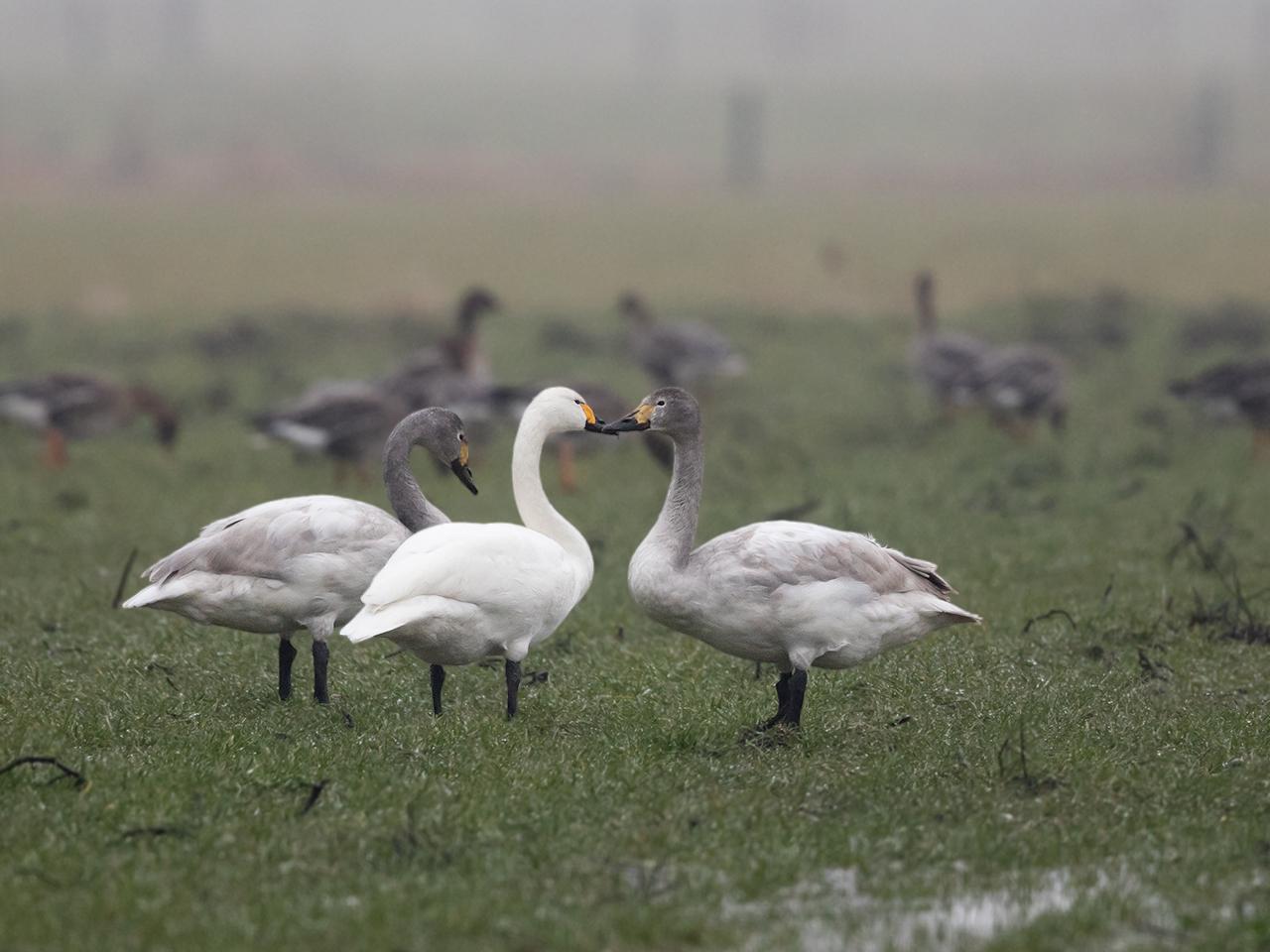 Kleine-zwaan-20170207g1280YSXX6518a.jpg