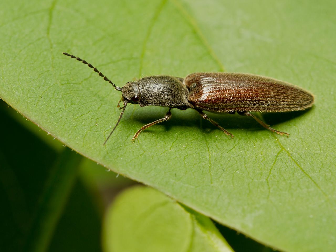 Kniptor-Athous-haemorrhoidalis-20130508g1280IMG_5062a.jpg