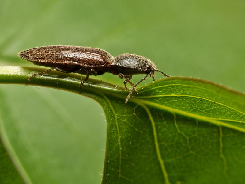 Kniptor-Athous-haemorrhoidalis-20130508g1280IMG_5080b.jpg