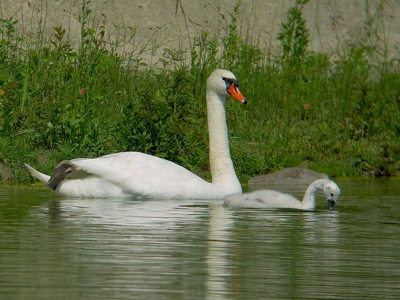 Knobbelzwaan-20090618P1060375a.jpg