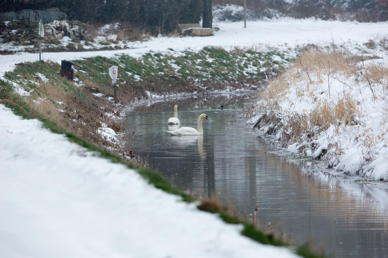 Knobbelzwaan-20130117g12807X1A3038a.jpg