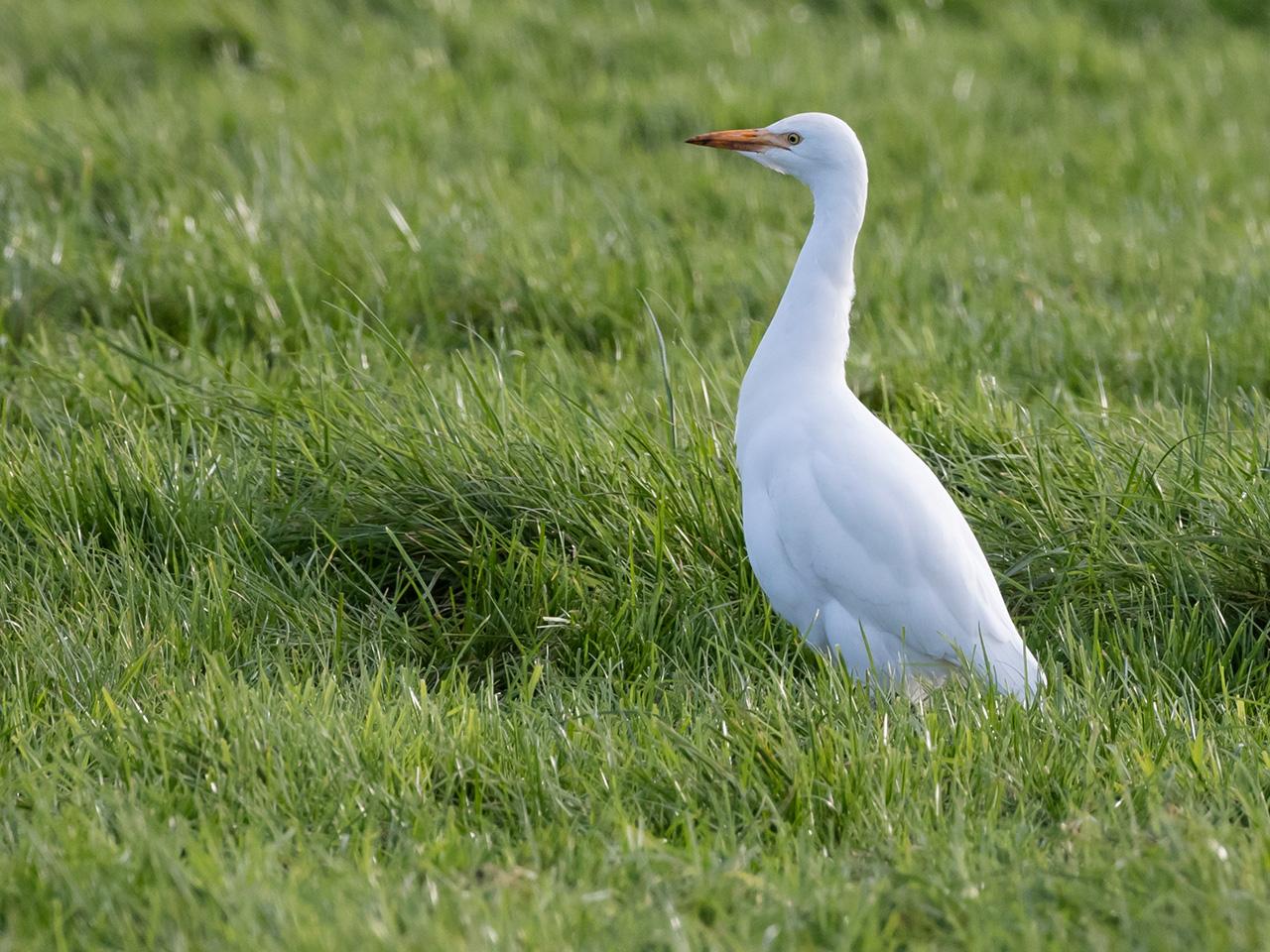 Koereiger-20171106g1280YSXX9605a.jpg