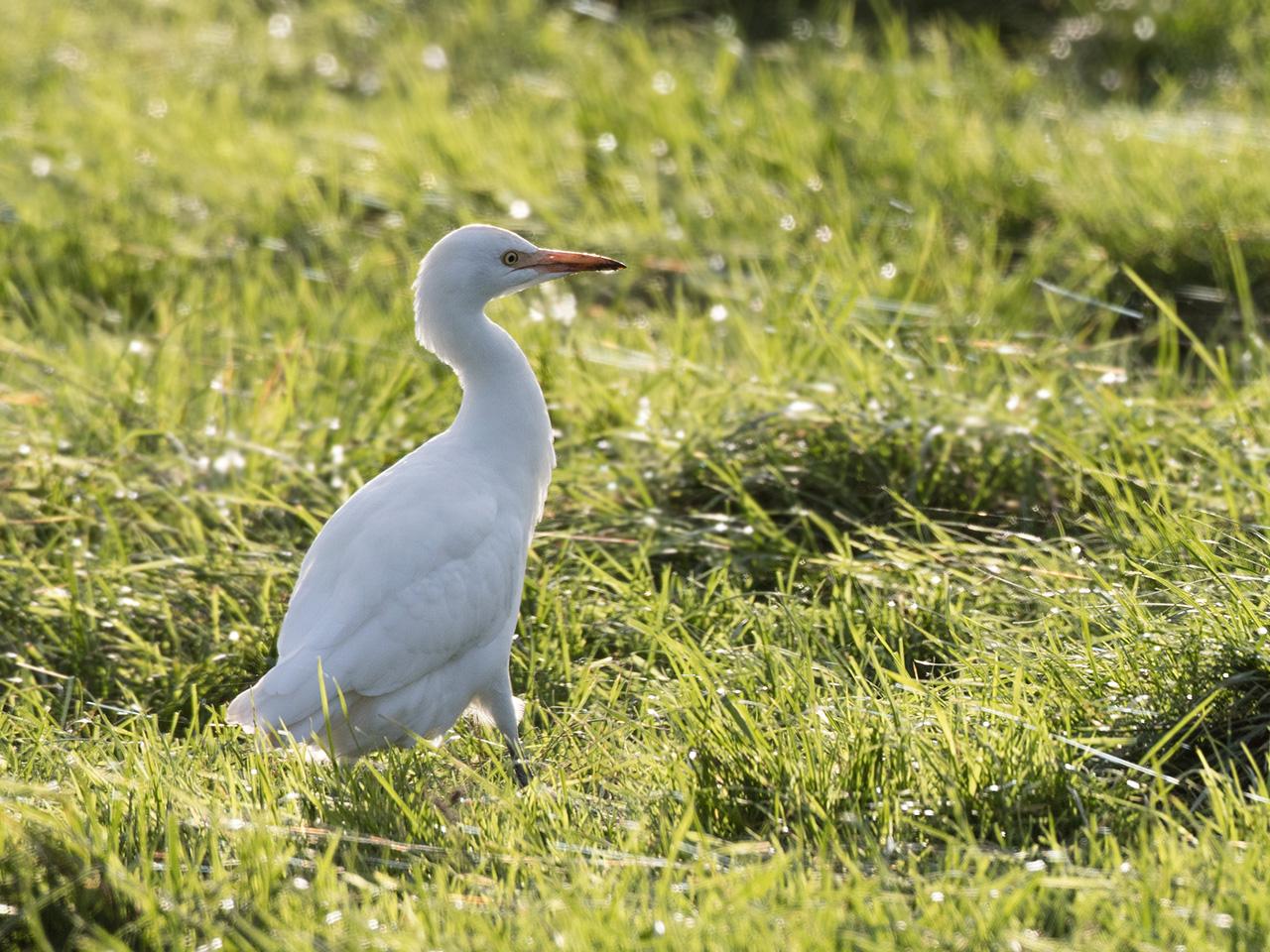 Koereiger-20171106g1280YSXX9617a.jpg