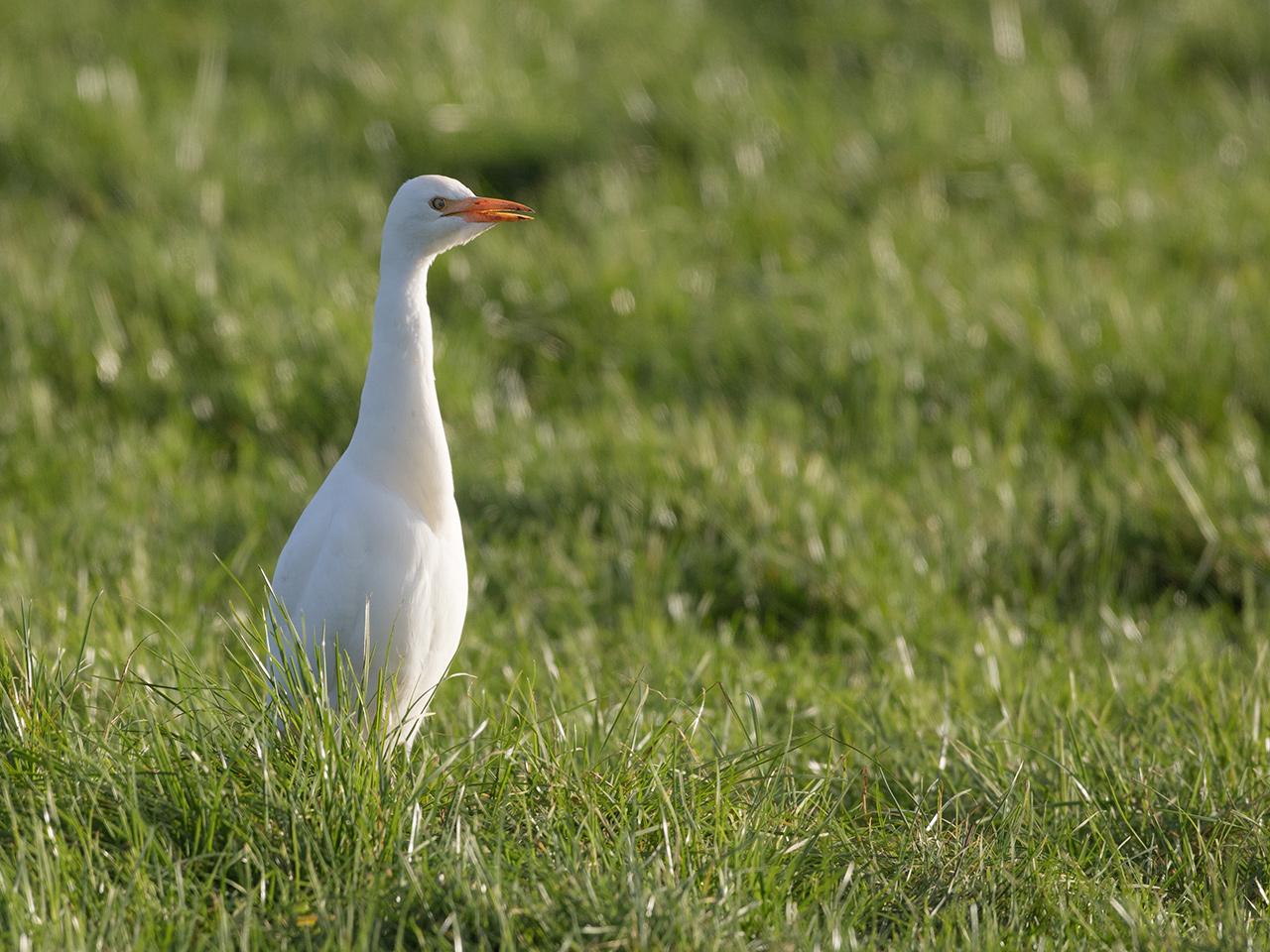 Koereiger-20171106g1280YSXX9631a.jpg