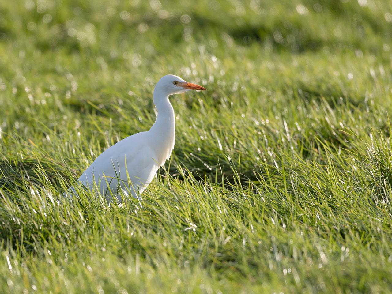 Koereiger-20171106g1280YSXX9642a.jpg