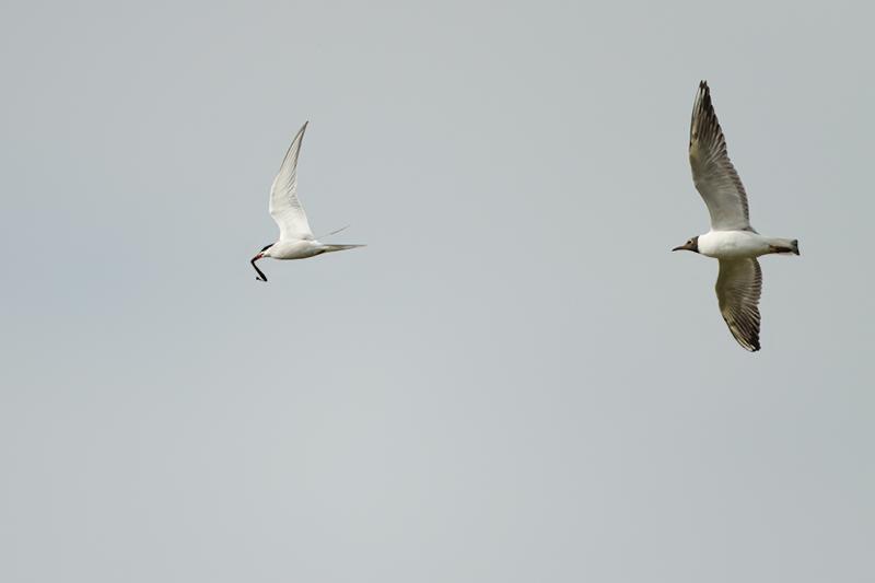 Kokmeeuw-Visdief-20120519g800IMG_5429a.jpg