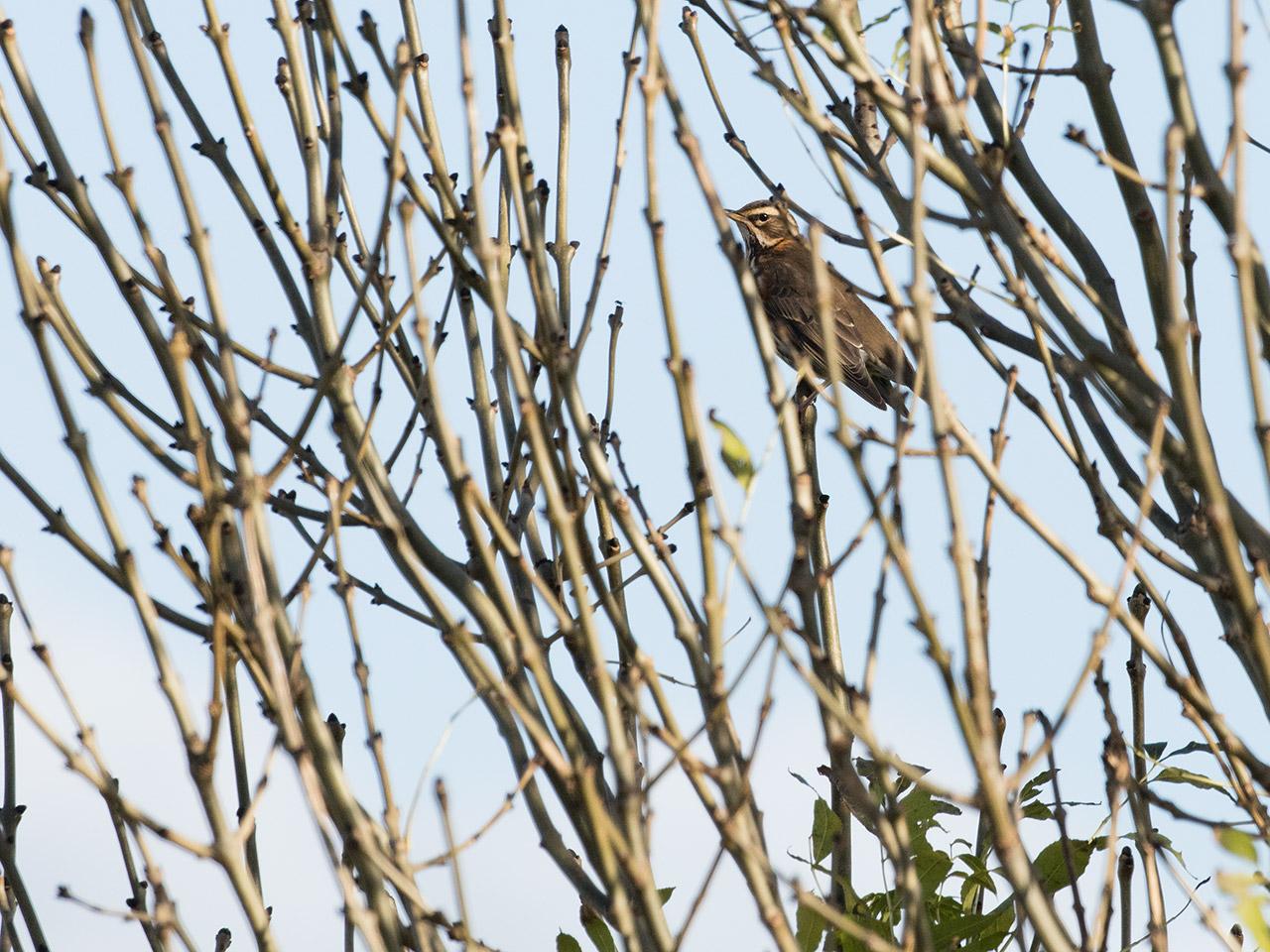 Koperwiek-20171106g1280YSXX9525a.jpg