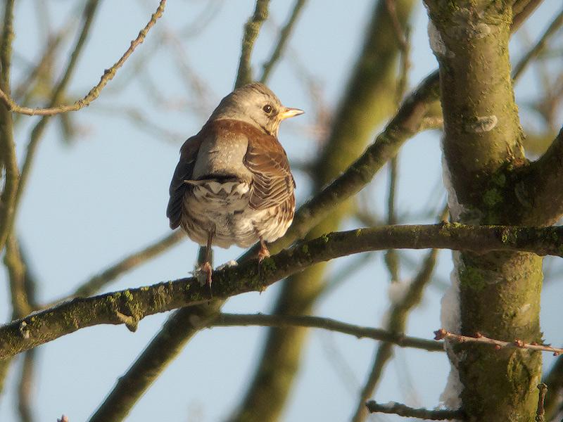 Kramsvogel-20100130P1090857a.jpg