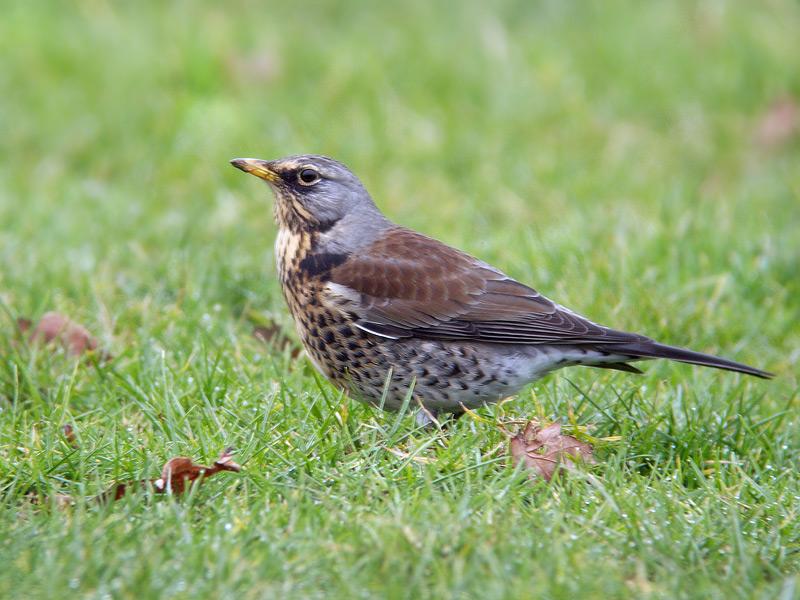 Kramsvogel-20100207P1100366b.jpg