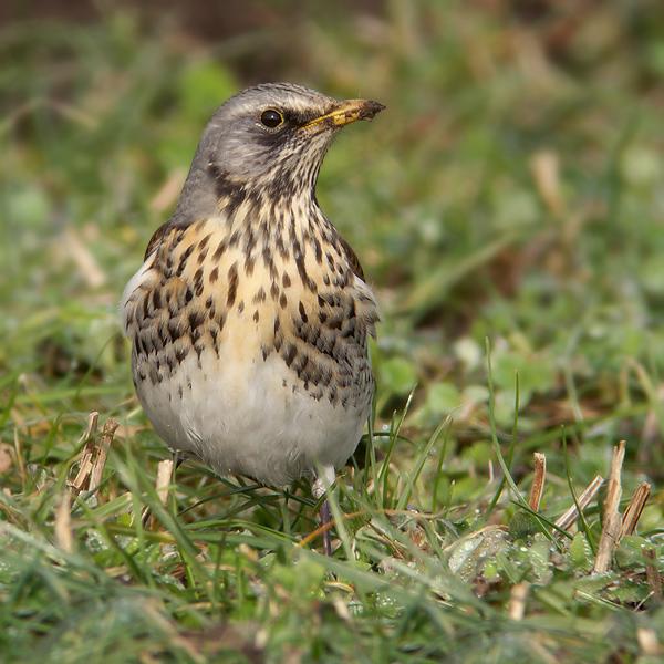 Kramsvogel-20100220P1100678a.jpg