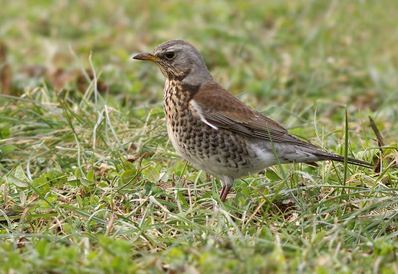 Kramsvogel-20100221edapoP1110220a.jpg