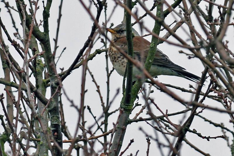 Kramsvogel-20110305IMG_0563b.jpg