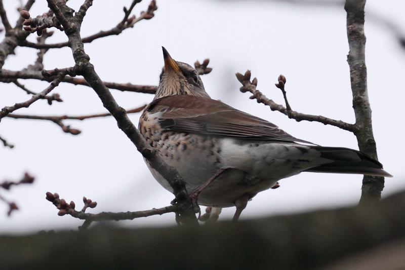 Kramsvogel-20110305IMG_0568a.jpg