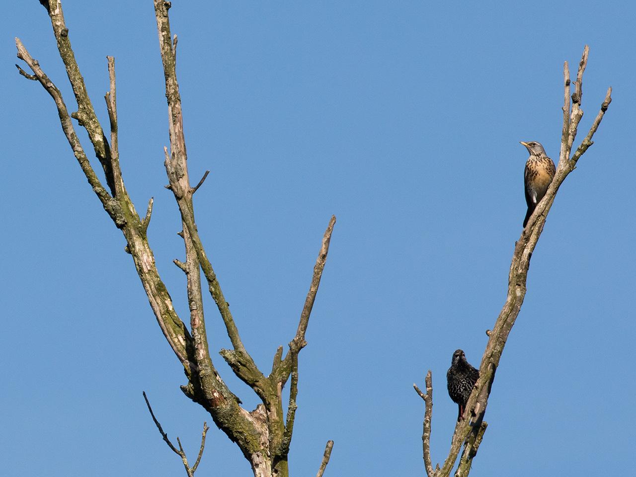 Kramsvogel-20170323g1280YSXX7552a.jpg