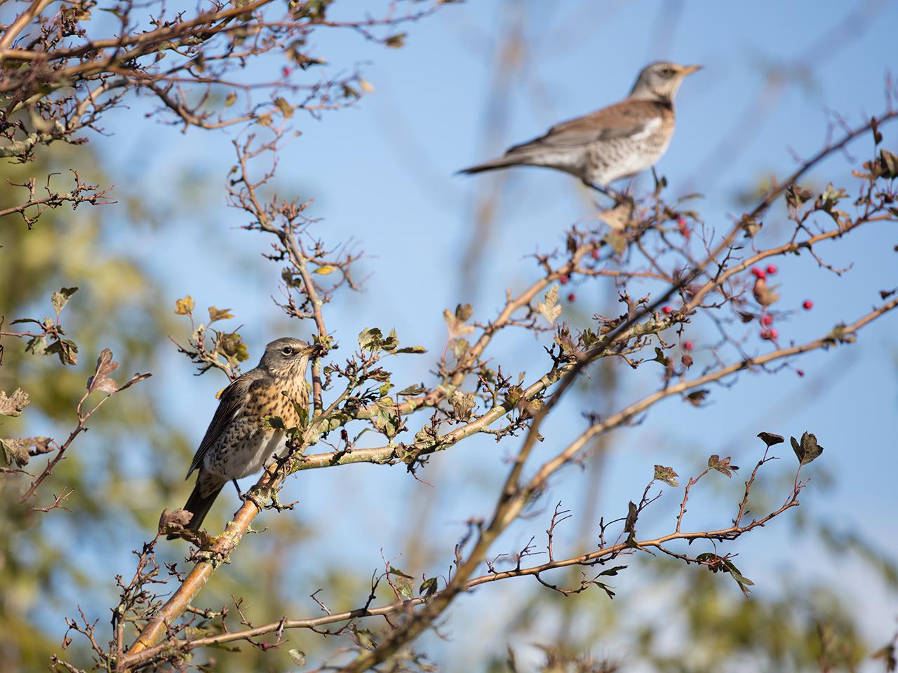 Kramsvogel-20171106g1280YSXX9534a.jpg