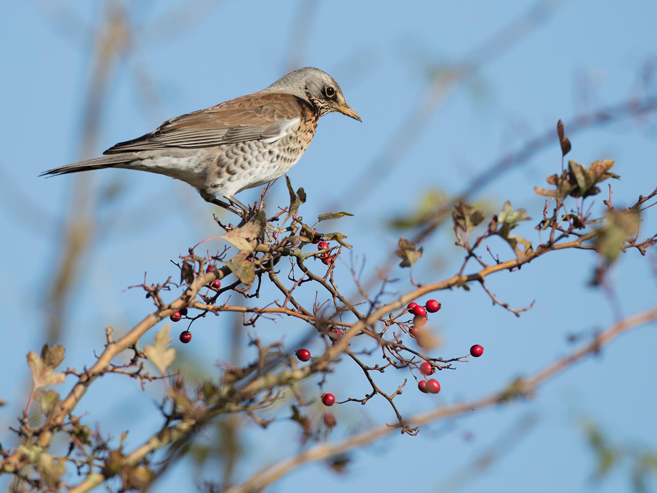 Kramsvogel-20171106g1280YSXX9536a.jpg