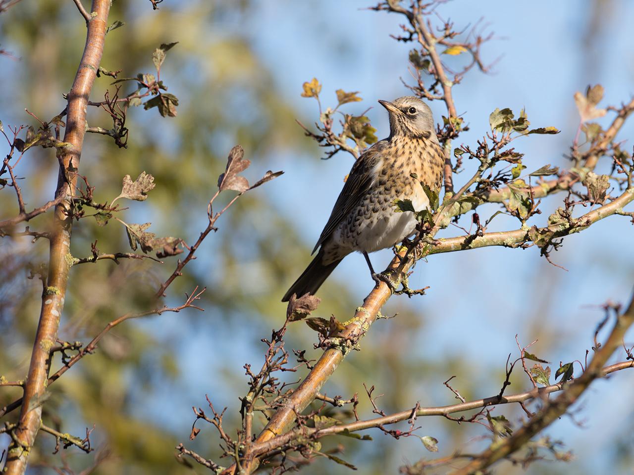 Kramsvogel-20171106g1280YSXX9538a.jpg