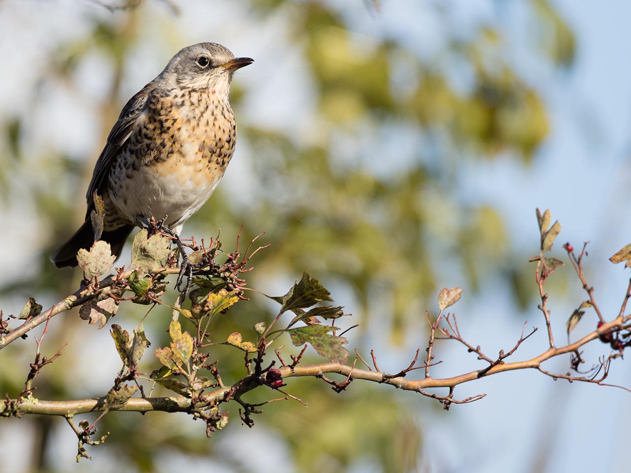 Kramsvogel-20171106g1280YSXX9545a.jpg