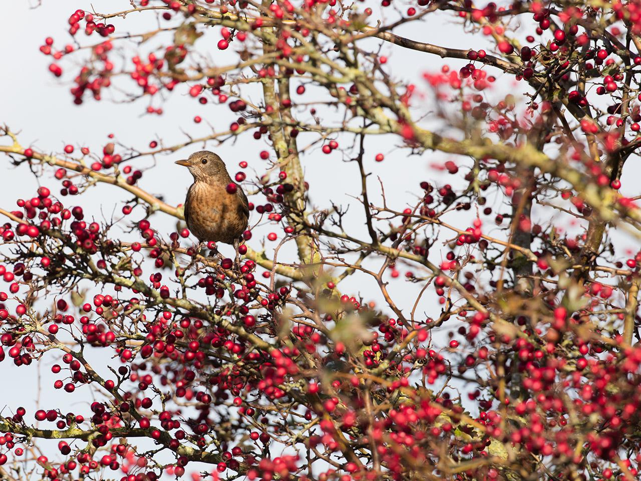 Kramsvogel-20171106g1280YSXX9547a.jpg