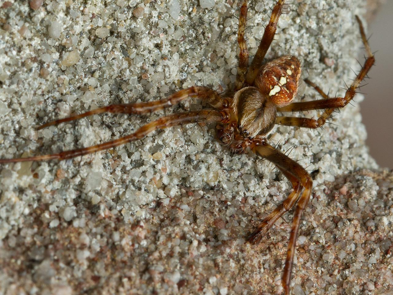 Kruisspin-20120814g1280IMG_8848p.jpg