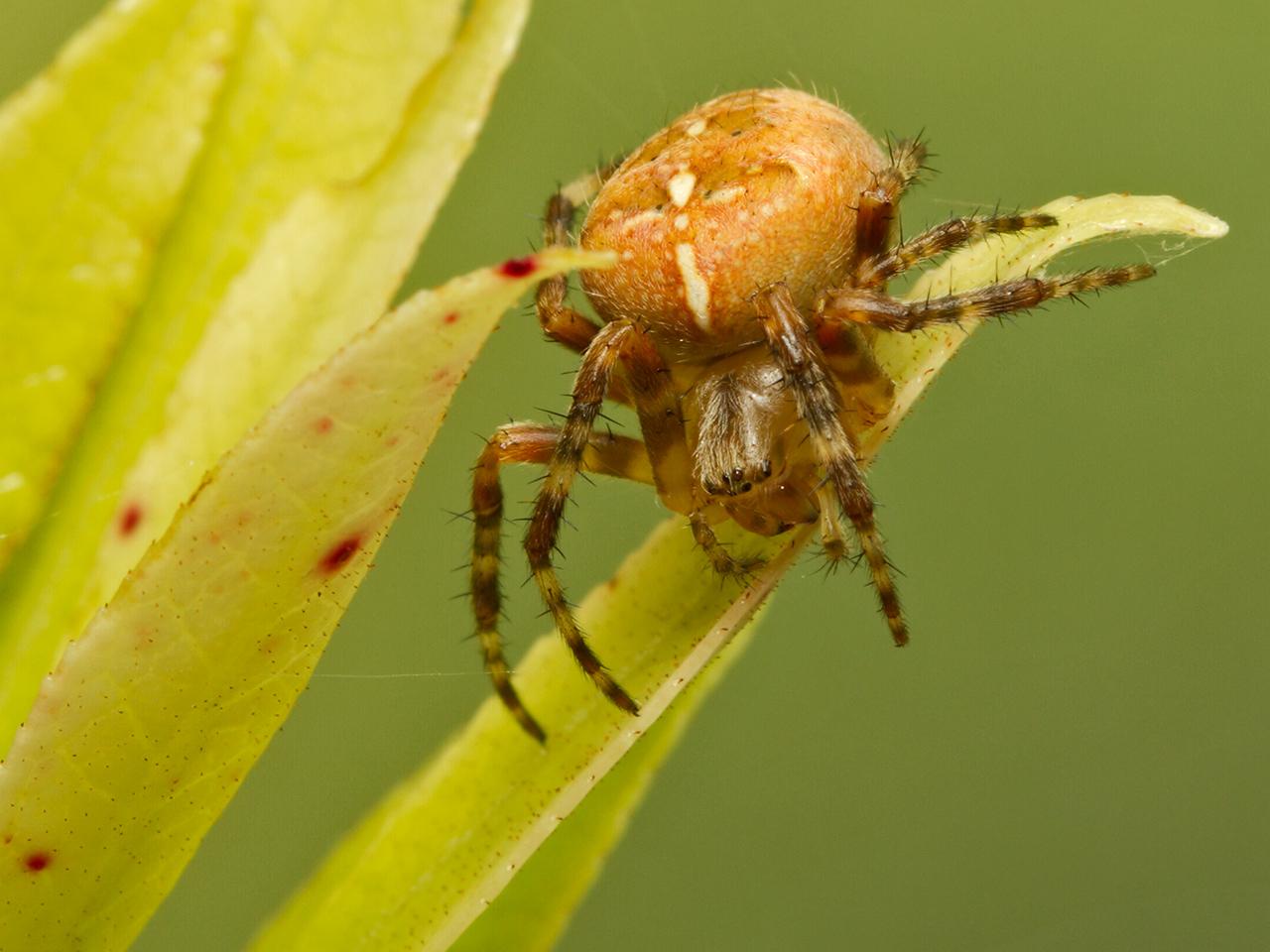 Kruisspin-Araneus-diadematus-20130825g1280IMG_9664a.jpg