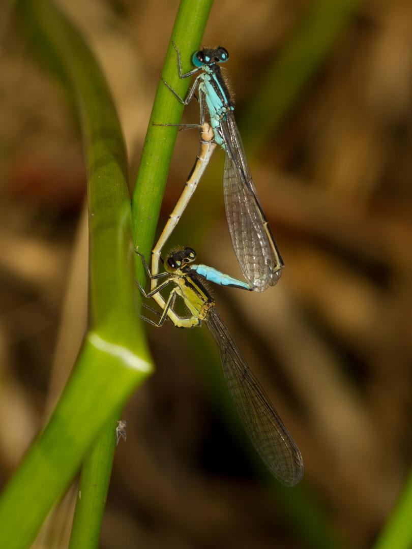 Libelle-20120807g1280IMG_8132a.jpg