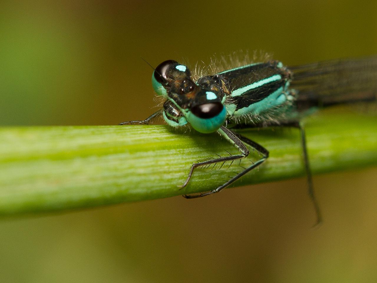 Libelle-20120807g1280IMG_8165a.jpg