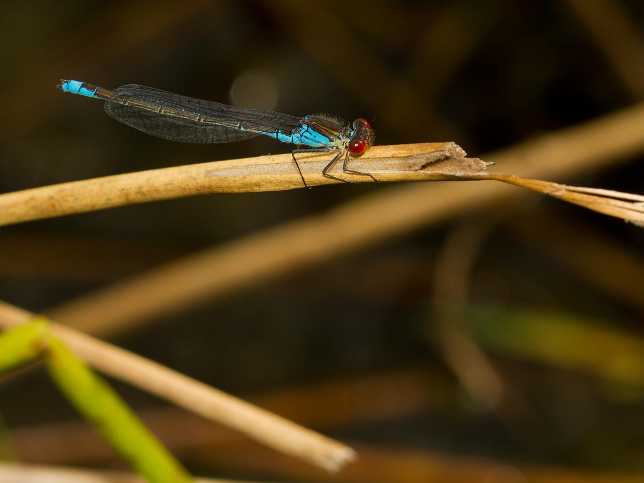 Libelle-20120807g1280IMG_8174a_0.jpg