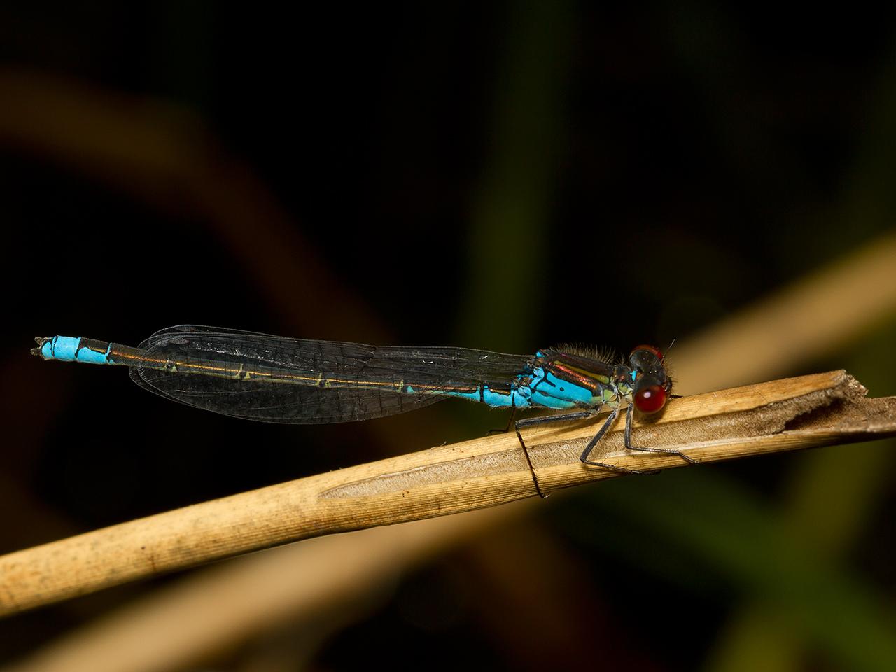 Libelle-20120807g1280IMG_8179a_0.jpg