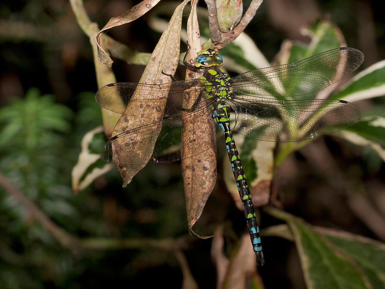 Libelle-20120818g1280IMG_1763a_1.jpg