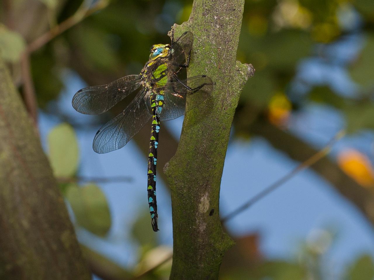 Libelle-20120818g1280IMG_1765a_1.jpg