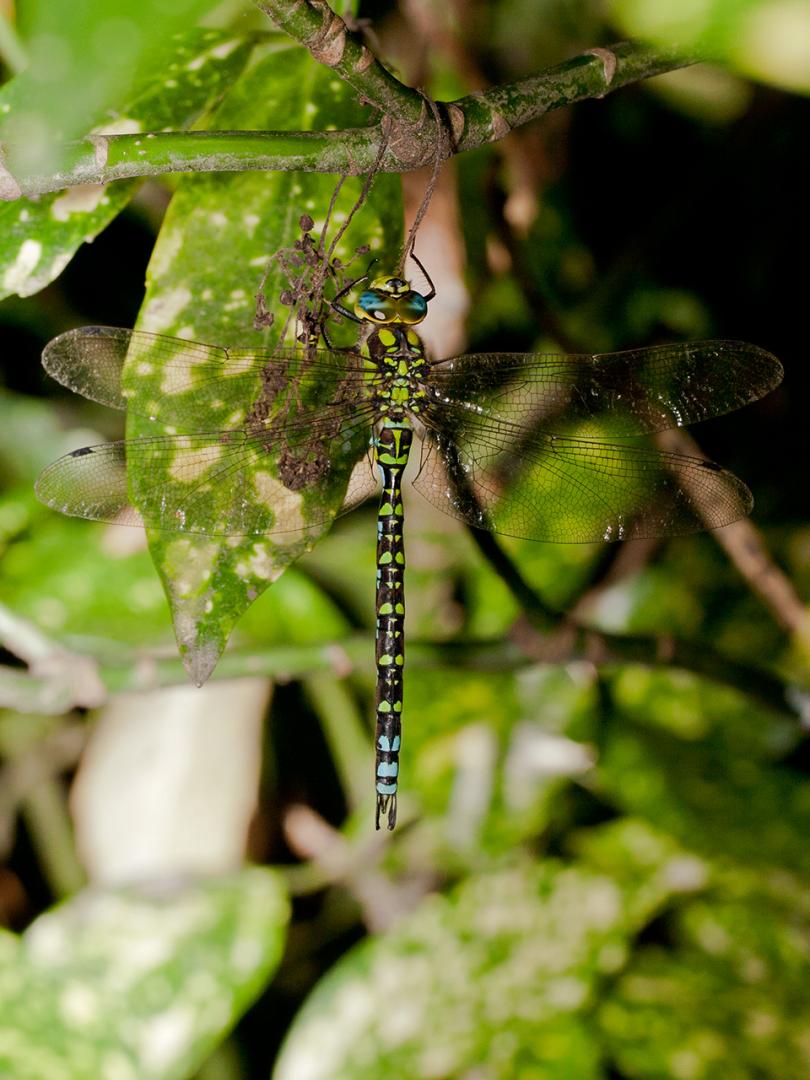 Libelle-20120818g1280IMG_1766a_1.jpg