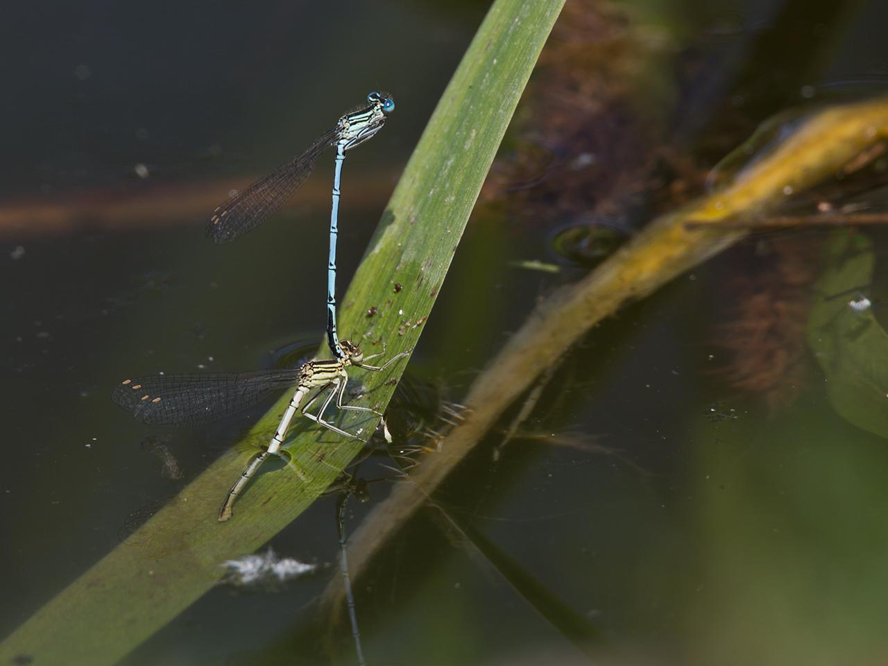 Libelle-20130610g12807X1A8092ajpg.jpg