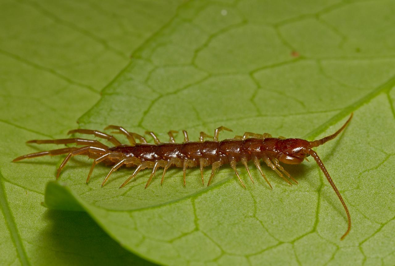 Lithobius-20120824g1280IMG_9555a.jpg