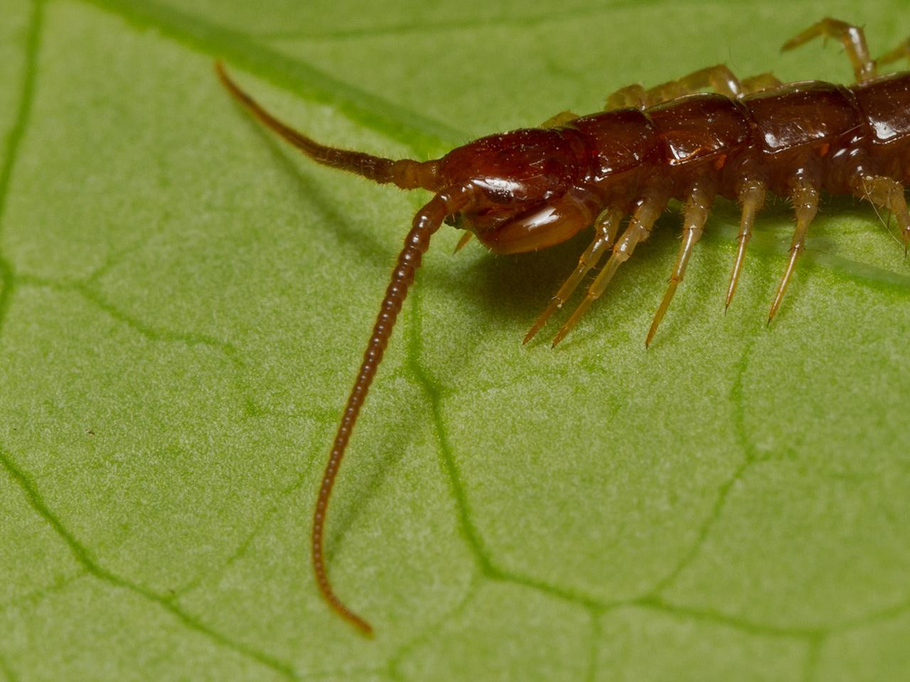 Lithobius-20120824g1280IMG_9558a.jpg