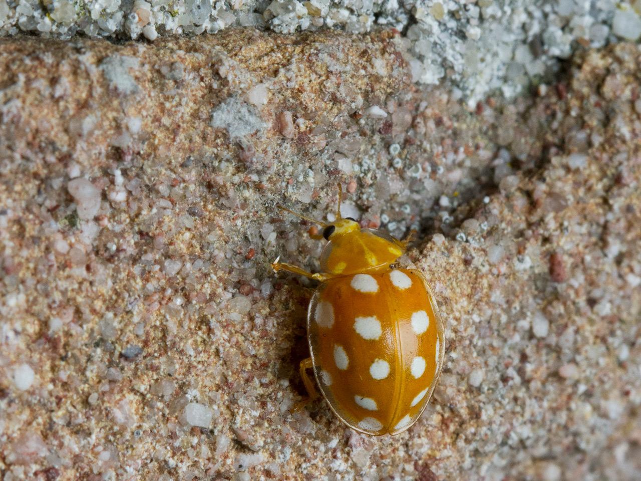 Meeldauwlieveheersbeestje-Halyzia-sedecimguttata-20140519g1280IMG_3830a.jpg