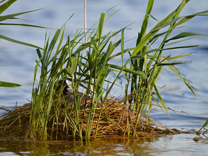 Meerkoet-Ossegoor-20120526g800IMG_6016.jpg