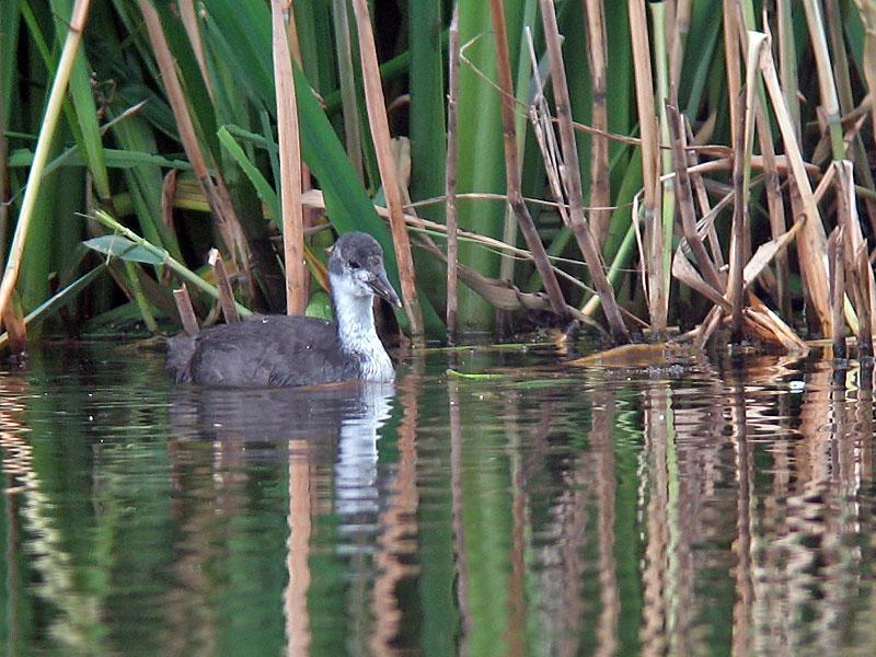 Meerkoet-juv-20080604-a64030x-989a.jpg