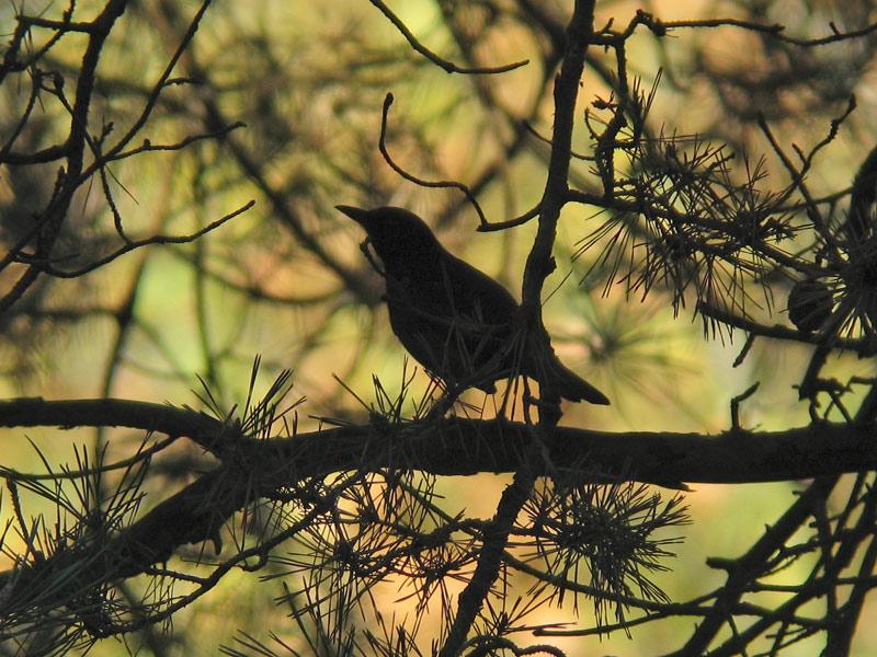 Merel-Blackbird-20081108_a64030x_046b.jpg