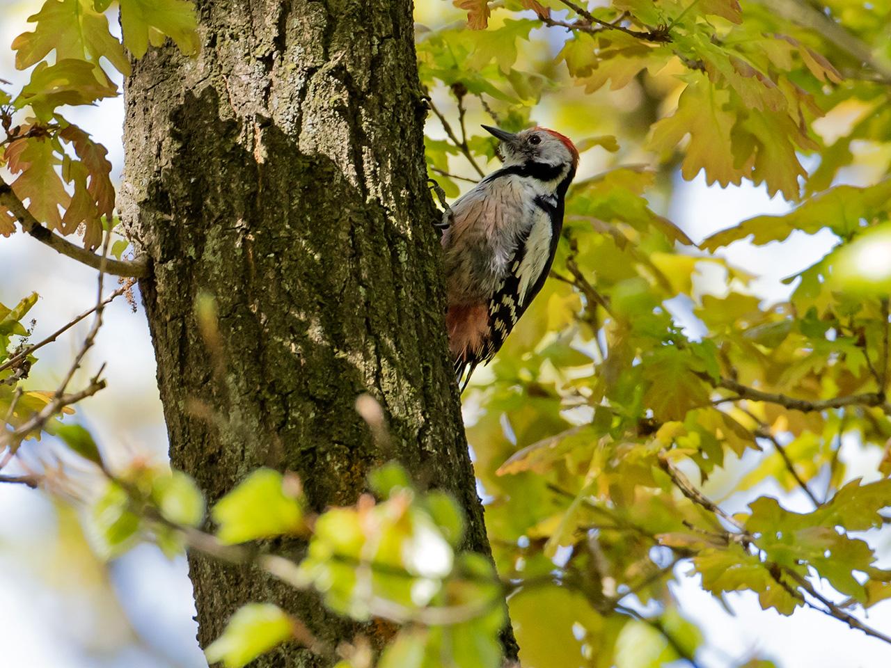 Middelste-bonte-specht-20170509g1280YSXX8520a.jpg