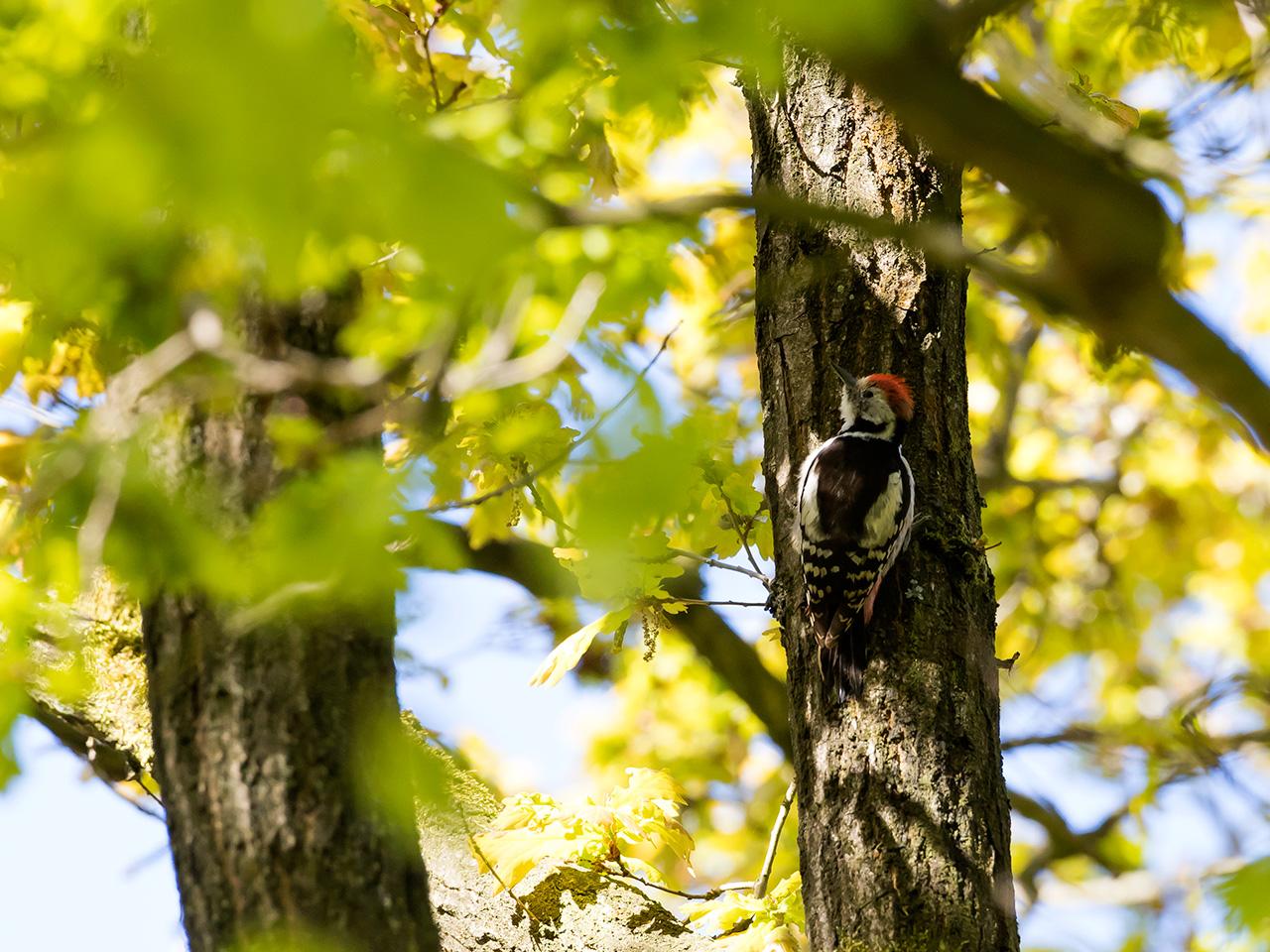 Middelste-bonte-specht-20170509g1280YSXX8526a.jpg